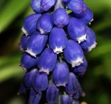 genus Muscari