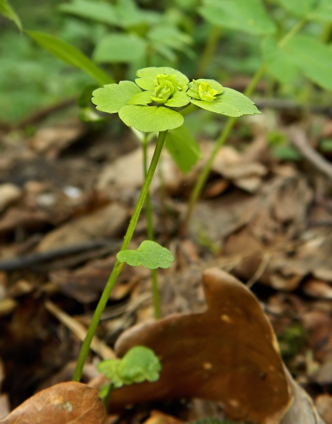 Изображение особи Chrysosplenium alternifolium.