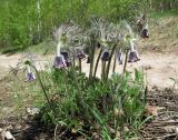 Pulsatilla pratensis