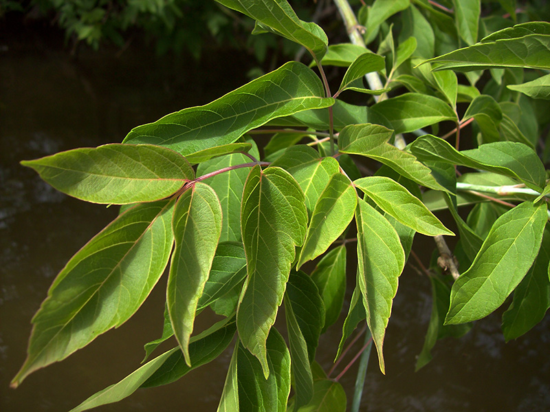 Image of Acer negundo specimen.