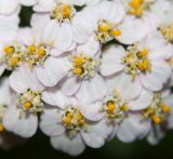 Achillea millefolium. Соцветия. Германия, г. Кемпен, на лугу. 27.06.2012.