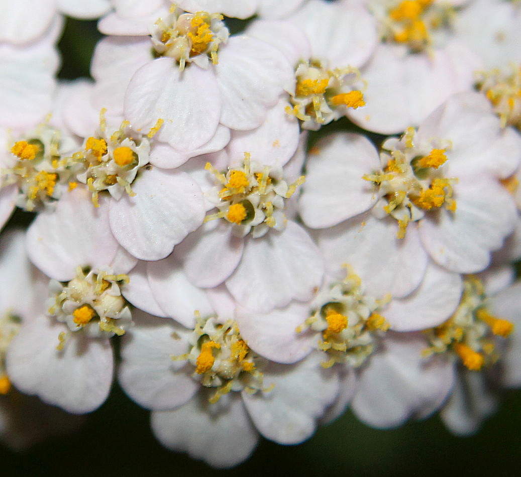 Image of Achillea millefolium specimen.