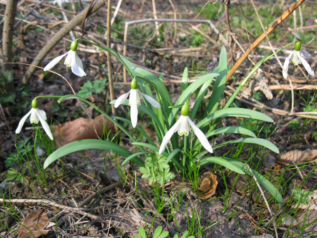 Image of Galanthus nivalis specimen.