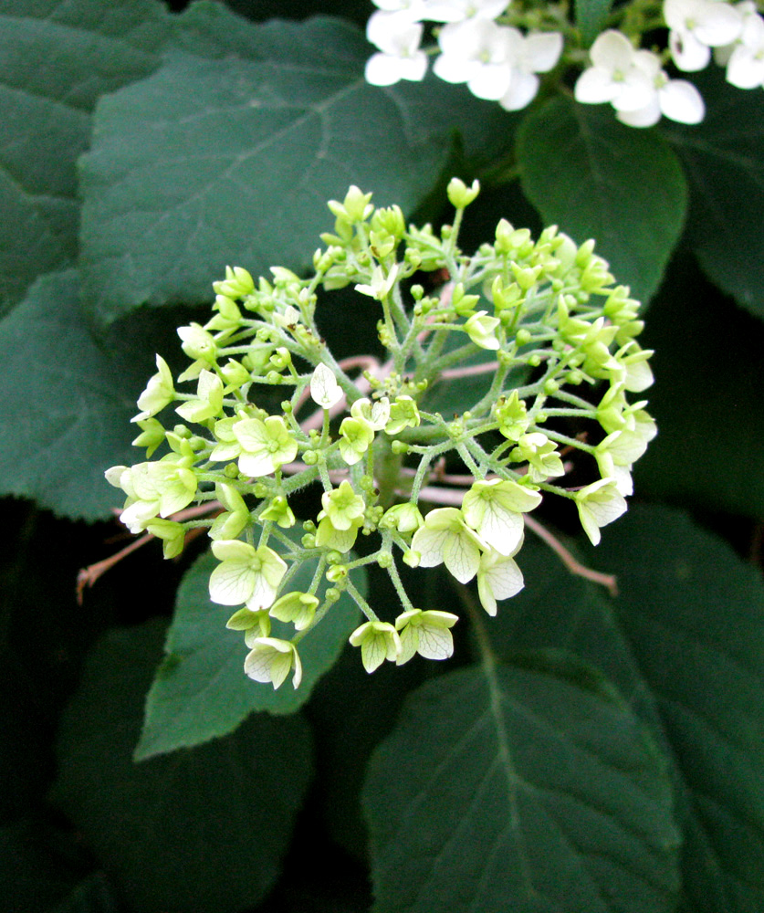 Image of Hydrangea arborescens specimen.