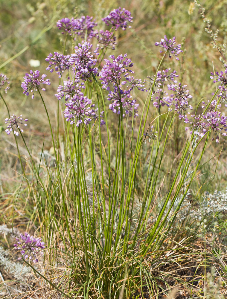 Image of Allium rubens specimen.