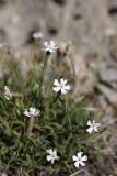 Silene guntensis