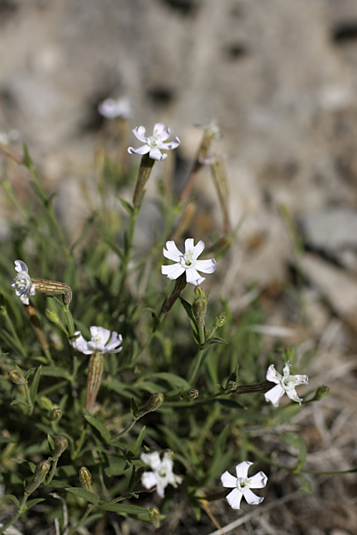 Изображение особи Silene guntensis.