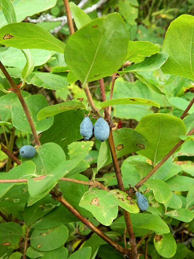 Image of genus Lonicera specimen.