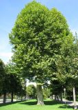 Platanus orientalis