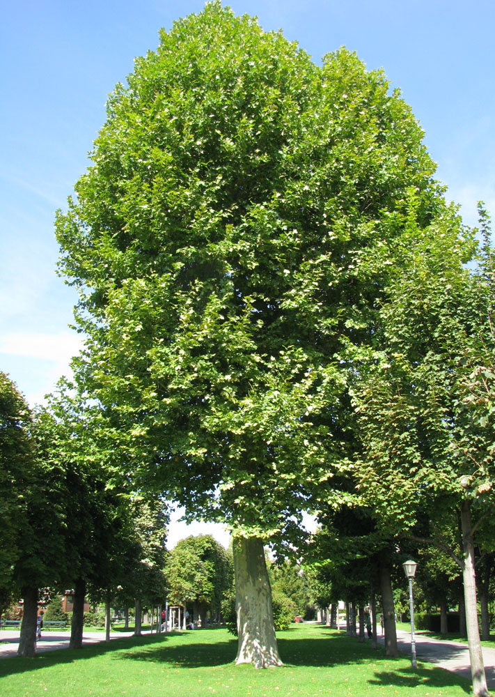 Изображение особи Platanus orientalis.