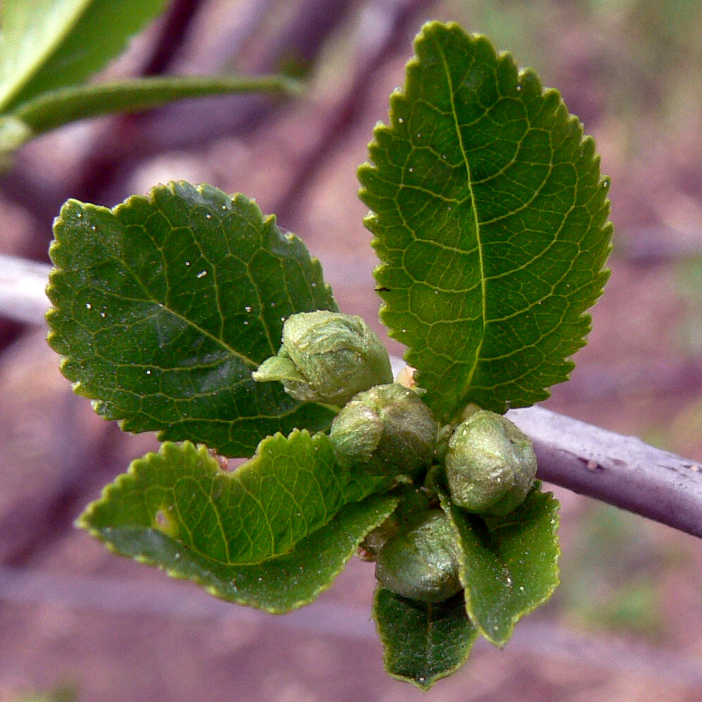 Изображение особи Cerasus vulgaris.