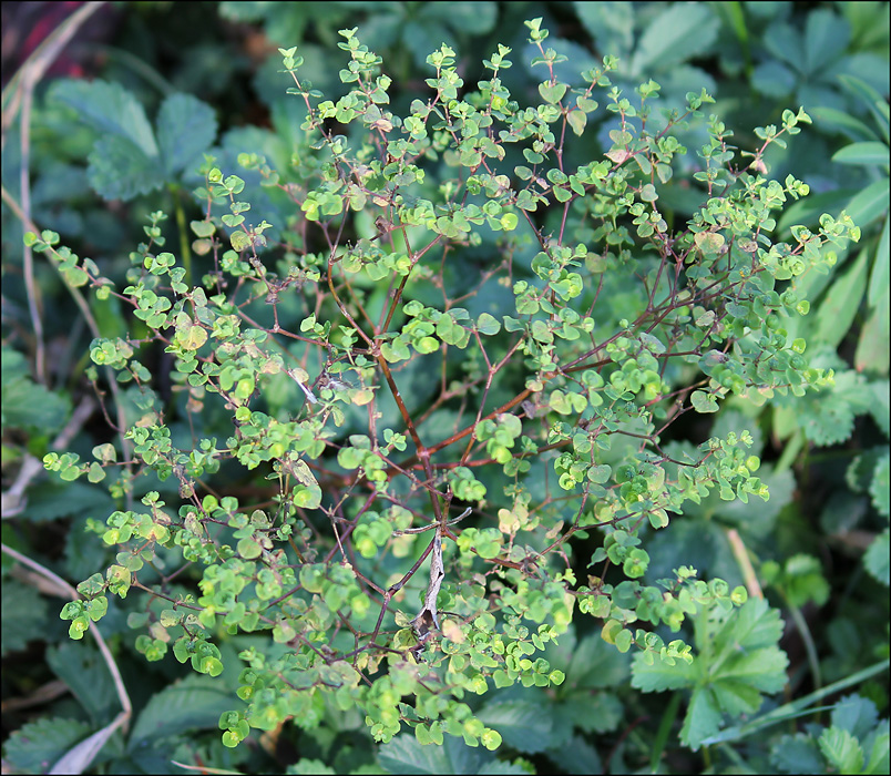 Изображение особи Euphorbia stricta.