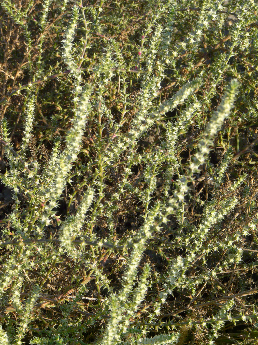 Image of Salsola tragus specimen.