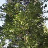 Exochorda racemosa. Крона взрослого растения. Германия, г. Krefeld, ботанический сад. 16.09.2012.