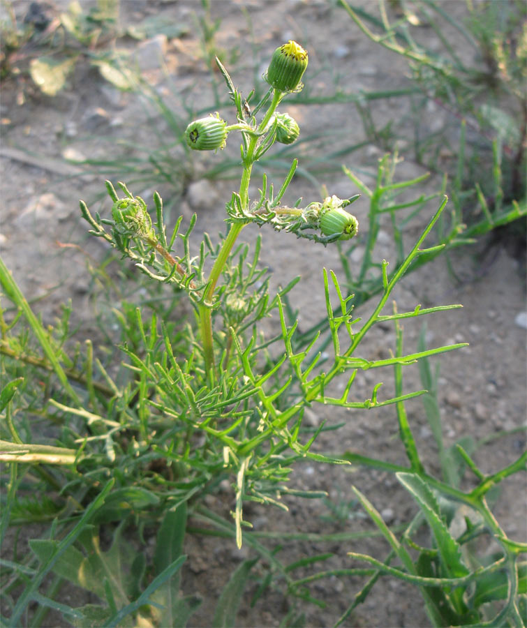 Image of genus Senecio specimen.