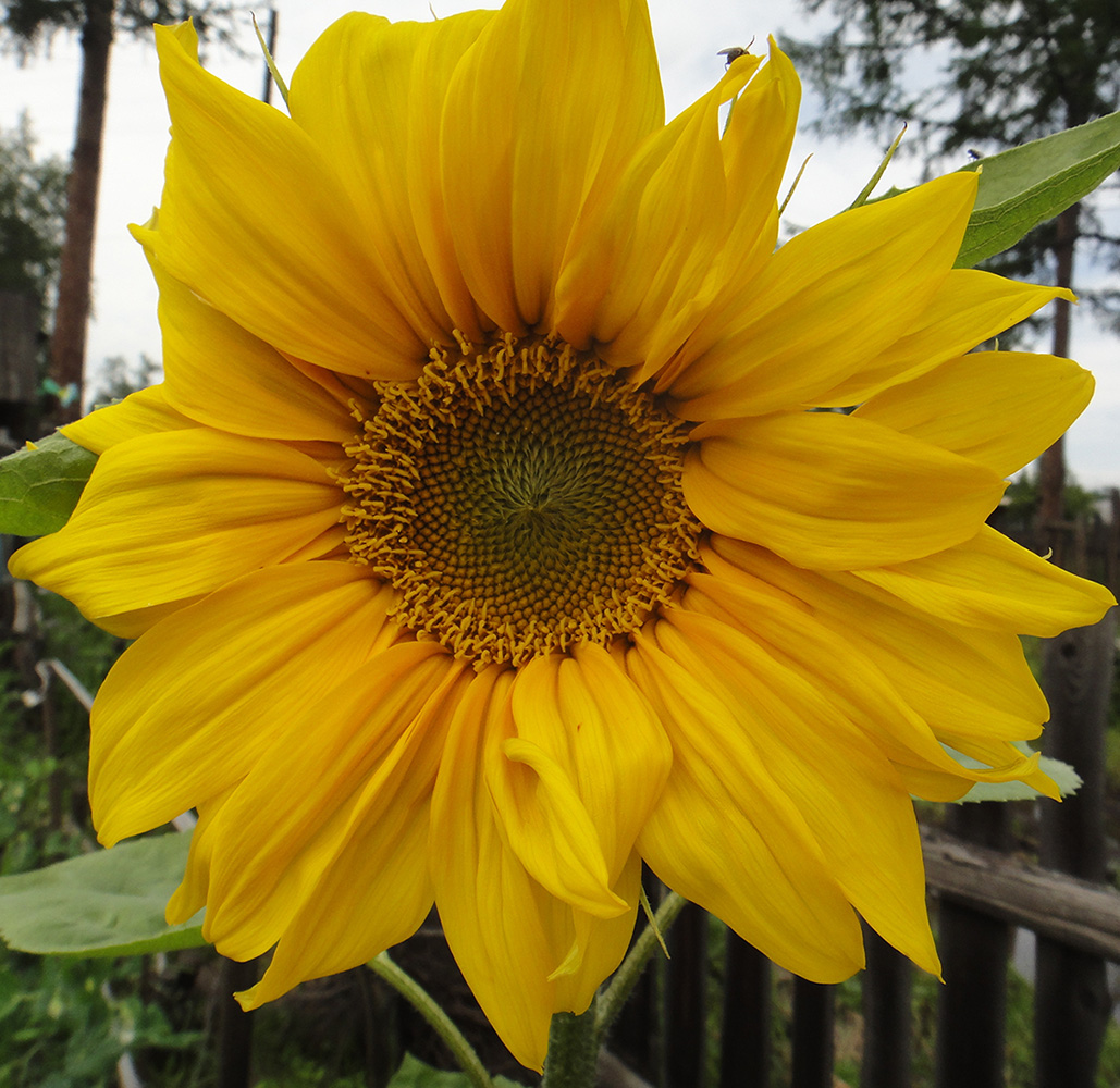 Image of Helianthus annuus specimen.