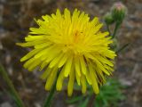 Crepis rhoeadifolia. Соцветие. Украина, г. Запорожье, возле Прибрежной автомагистрали. 12.06.2011.