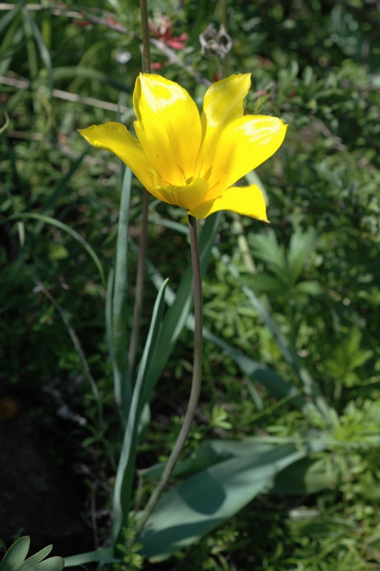 Изображение особи Tulipa brachystemon.