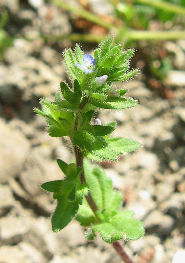 Image of Veronica arvensis specimen.