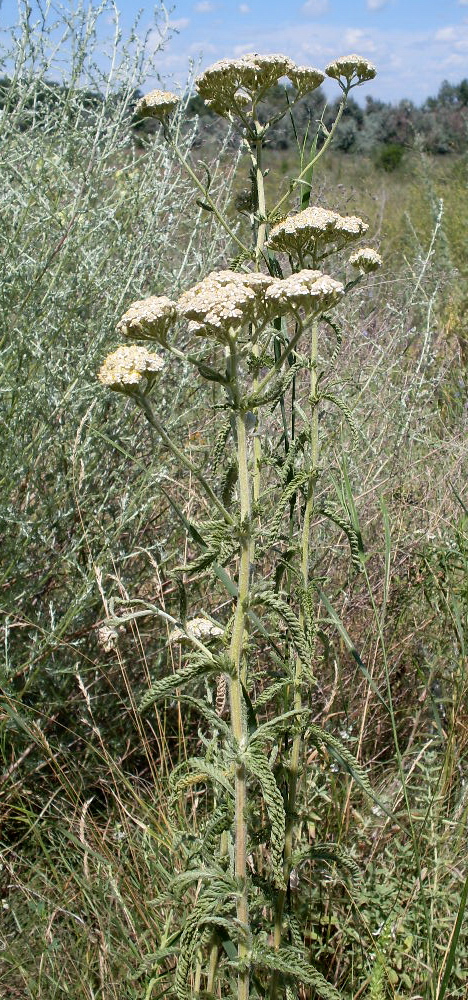 Image of genus Achillea specimen.