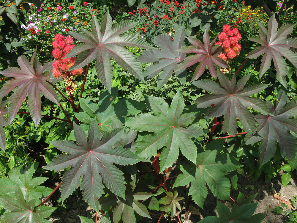 Image of Ricinus communis specimen.