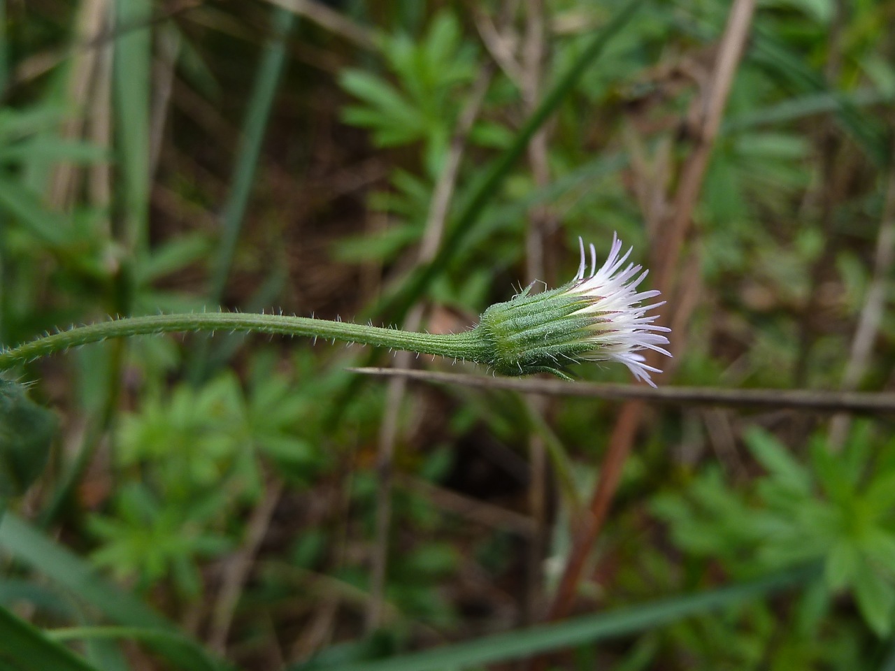 Image of Erigeron acris specimen.