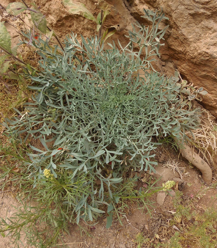 Image of Seseli gummiferum specimen.