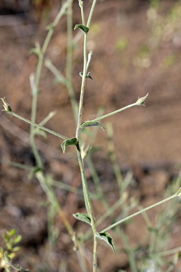 Image of Convolvulus divaricatus specimen.