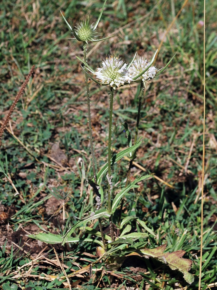 Изображение особи Dipsacus laciniatus.