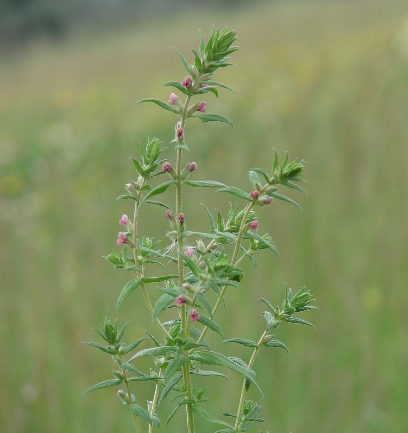 Изображение особи Odontites vulgaris.