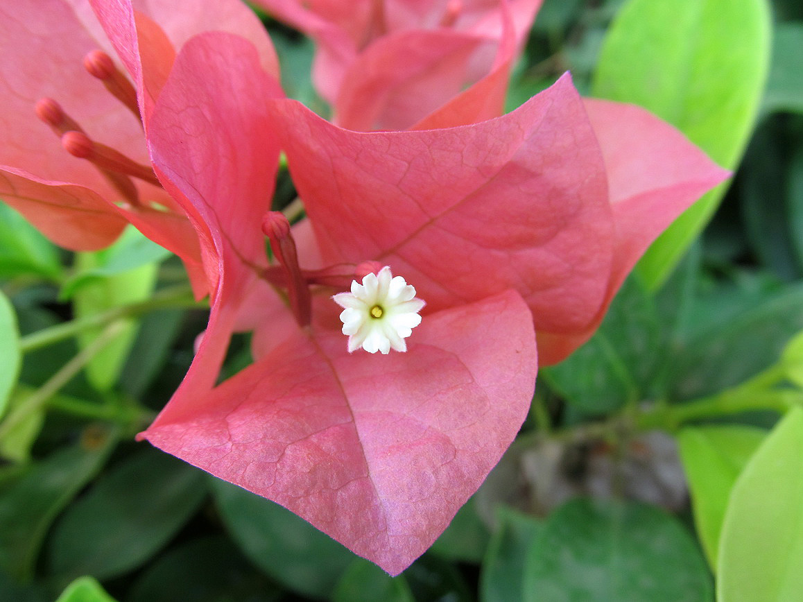 Image of genus Bougainvillea specimen.