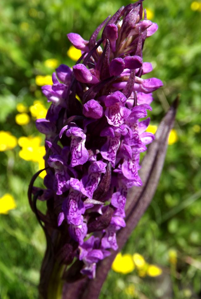 Image of Dactylorhiza incarnata specimen.