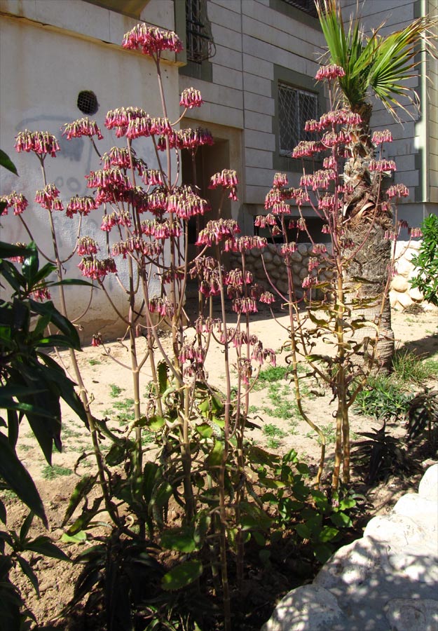 Image of Kalanchoe daigremontiana specimen.