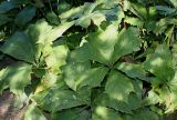 Rodgersia podophylla. Листья. Германия, г. Essen, Grugapark. 29.09.2013.