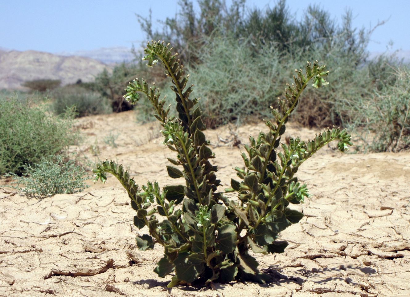 Image of Hyoscyamus desertorum  specimen.