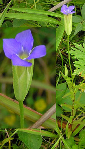 Image of Gentianopsis komarovii specimen.