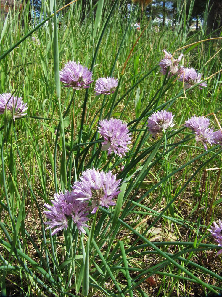 Image of Allium schoenoprasum specimen.