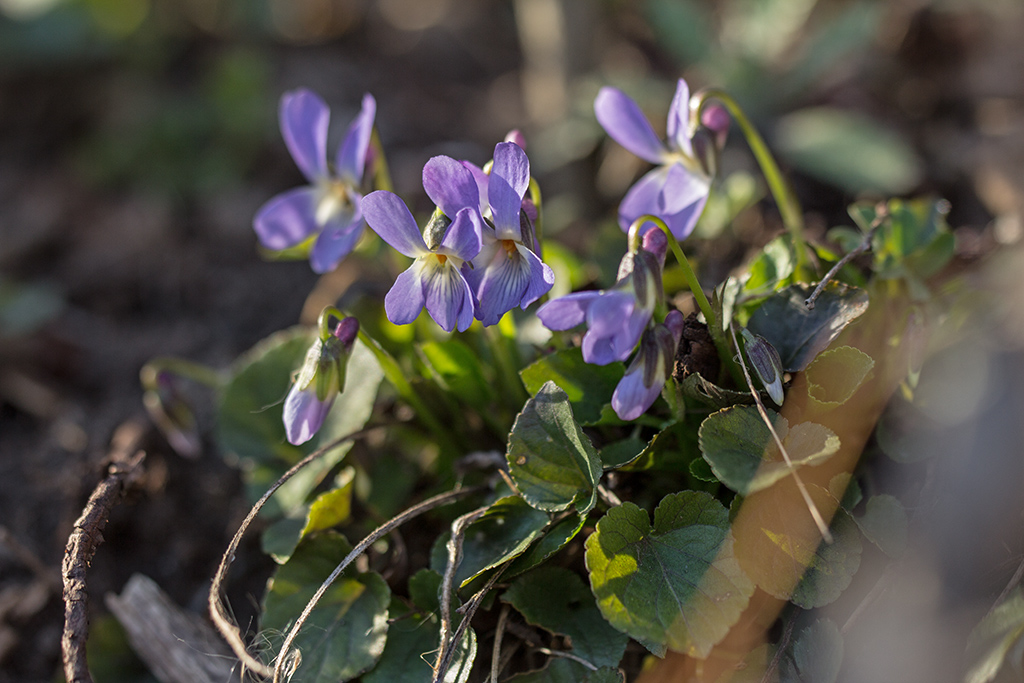 Image of Viola suavis specimen.