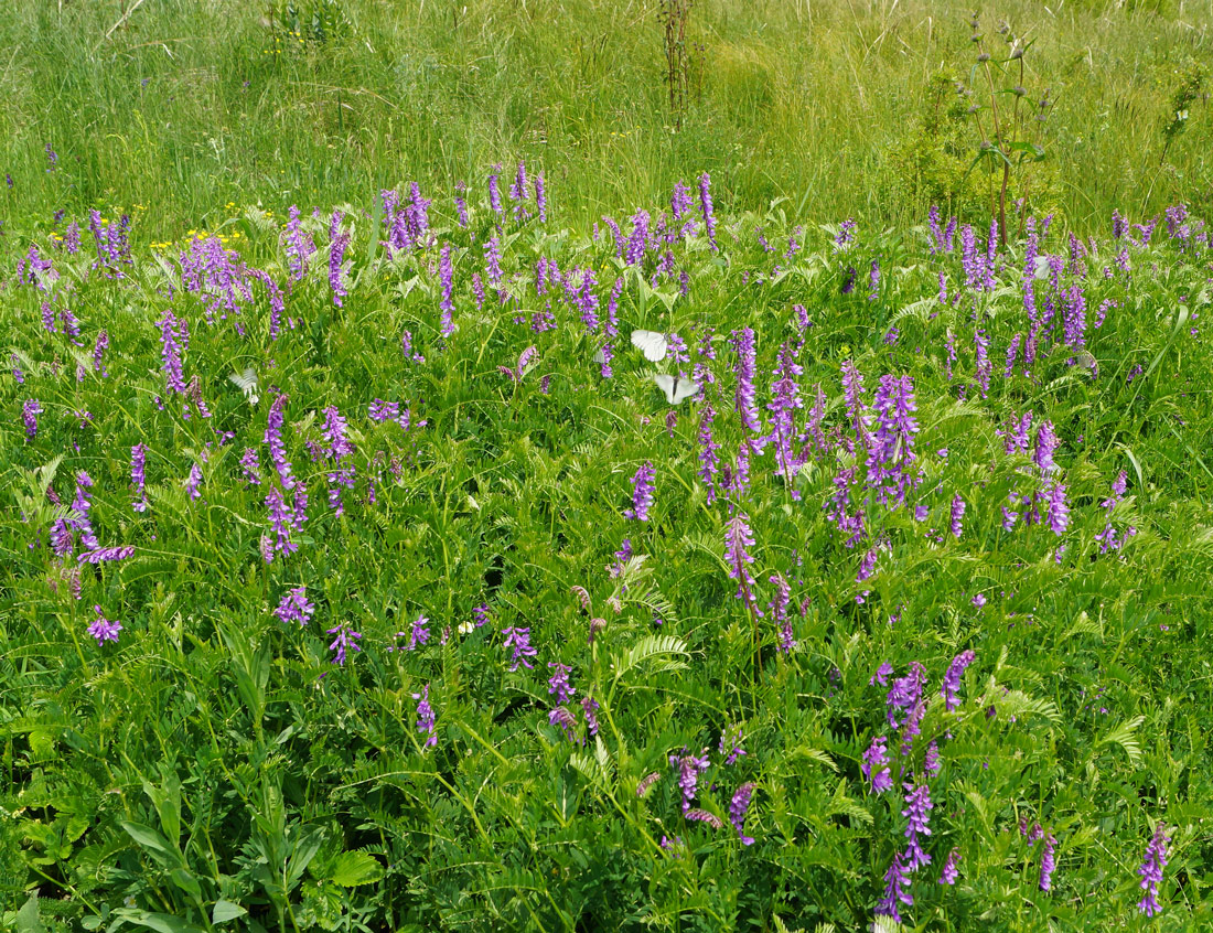 Изображение особи Vicia tenuifolia.