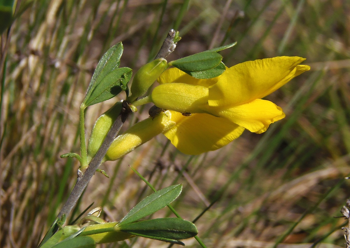 Image of Chamaecytisus borysthenicus specimen.