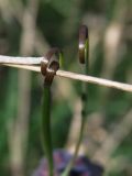 Fritillaria ruthenica