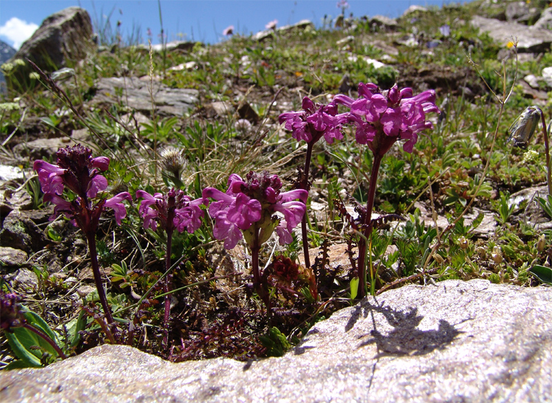 Image of Pedicularis crassirostris specimen.