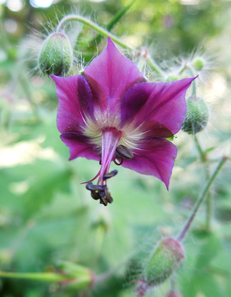 Изображение особи Geranium phaeum.