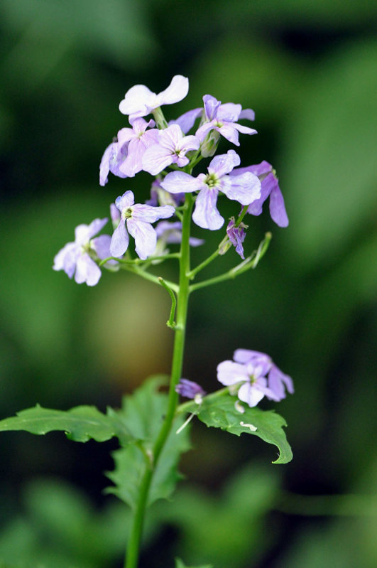 Image of Hesperis matronalis specimen.