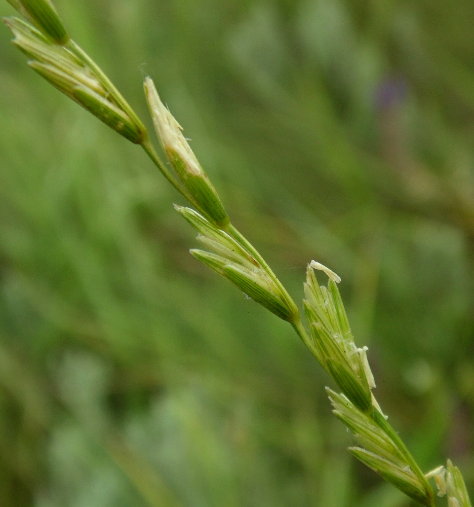 Image of Elytrigia intermedia specimen.