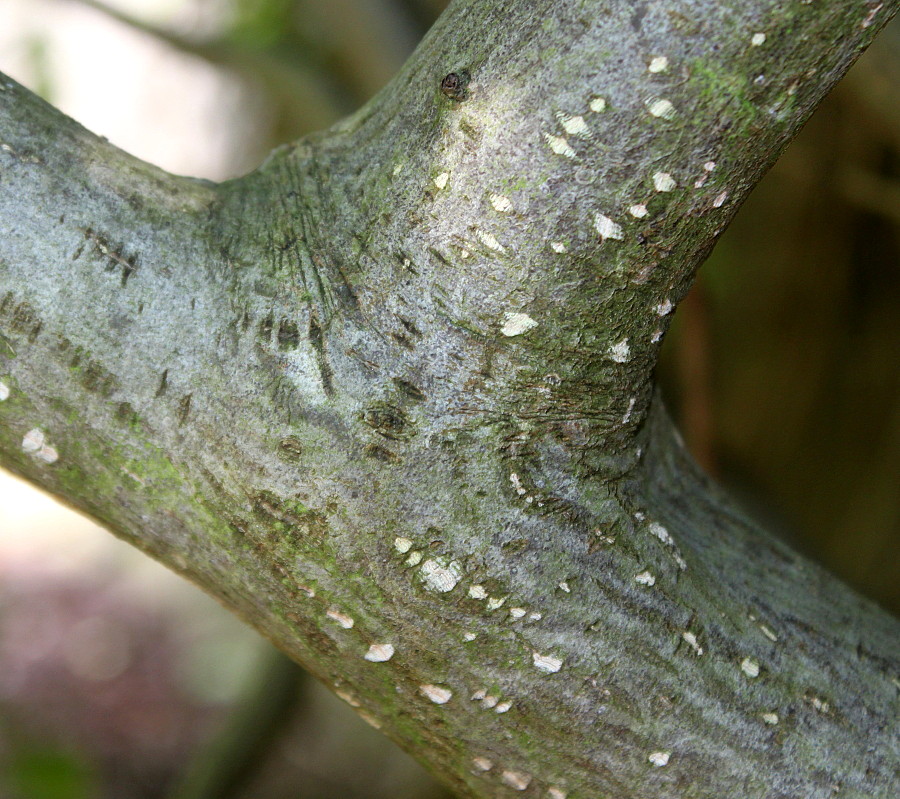 Image of Rhamnus alpina ssp. fallax specimen.