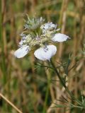 Nigella arvensis. Цветок. Украина, г. Запорожье, балка между Космическим мкрн. и Опытной станцией. 05.07.2014.