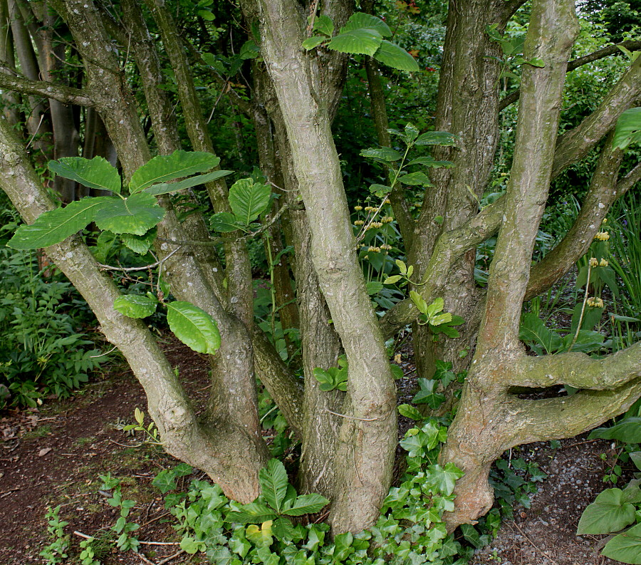 Image of Quercus pontica specimen.