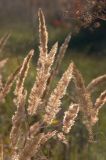 Calamagrostis glomerata. Верхушки плодоносящих растений. Украина, Киевская обл., Фастовский р-н, опушка леса возле станции Кожанка. 04.10.2014.