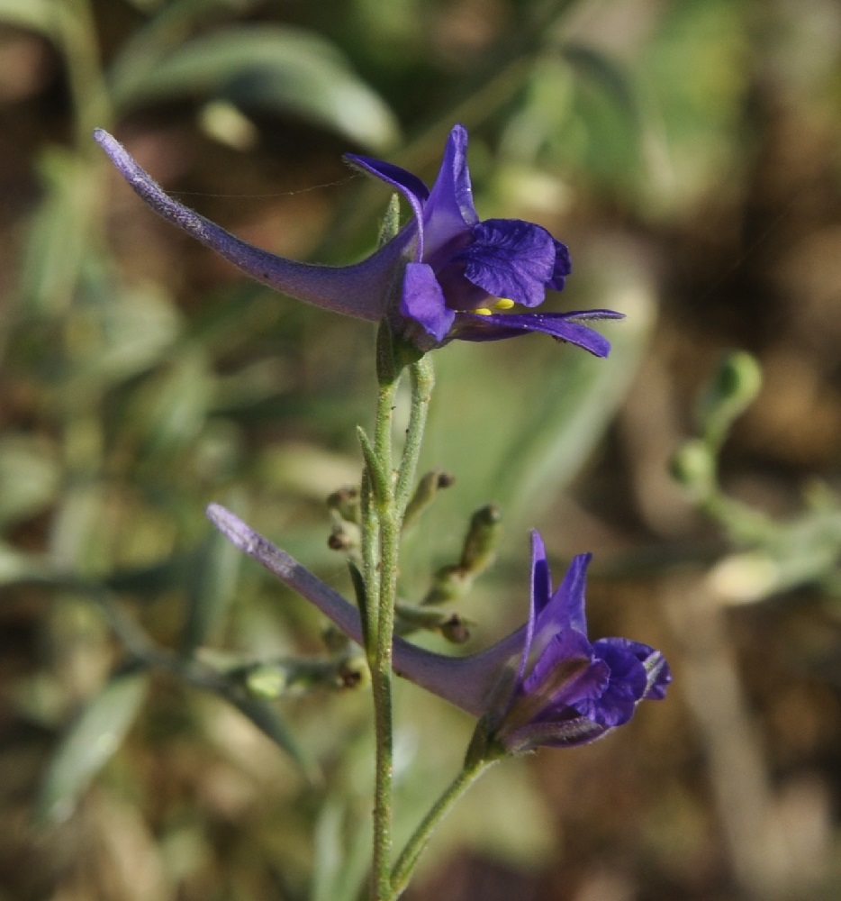 Image of Delphinium peregrinum specimen.